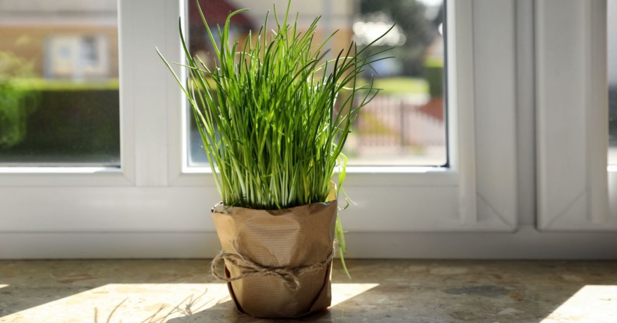 Potted chives on a windowsill. Potted chives on a windowsill.