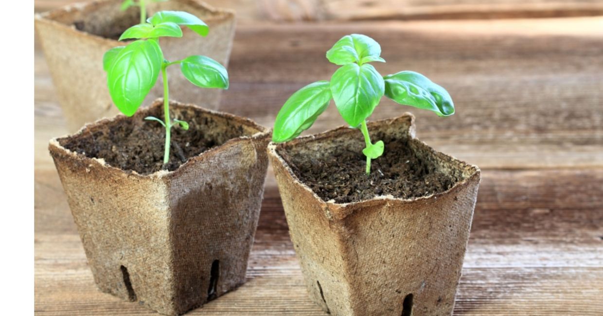 Basil seedlings ready to plant. Basil seedlings ready to plant.