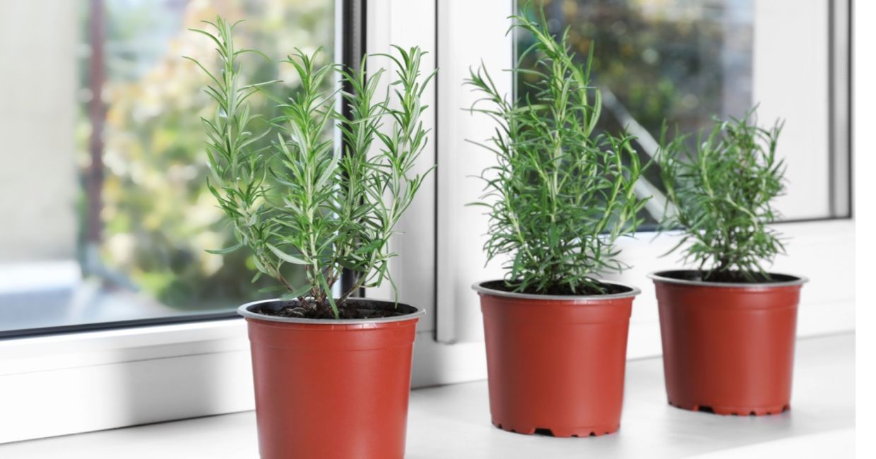 Growing rosemary indoors. Growing rosemary indoors.