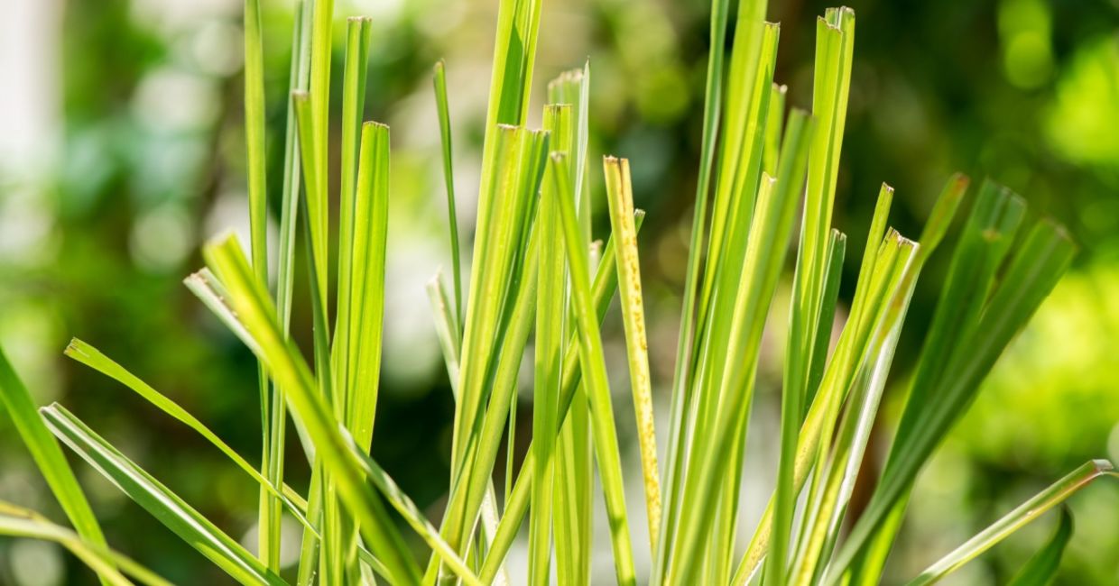 Lemongrass plants. Lemongrass plants.