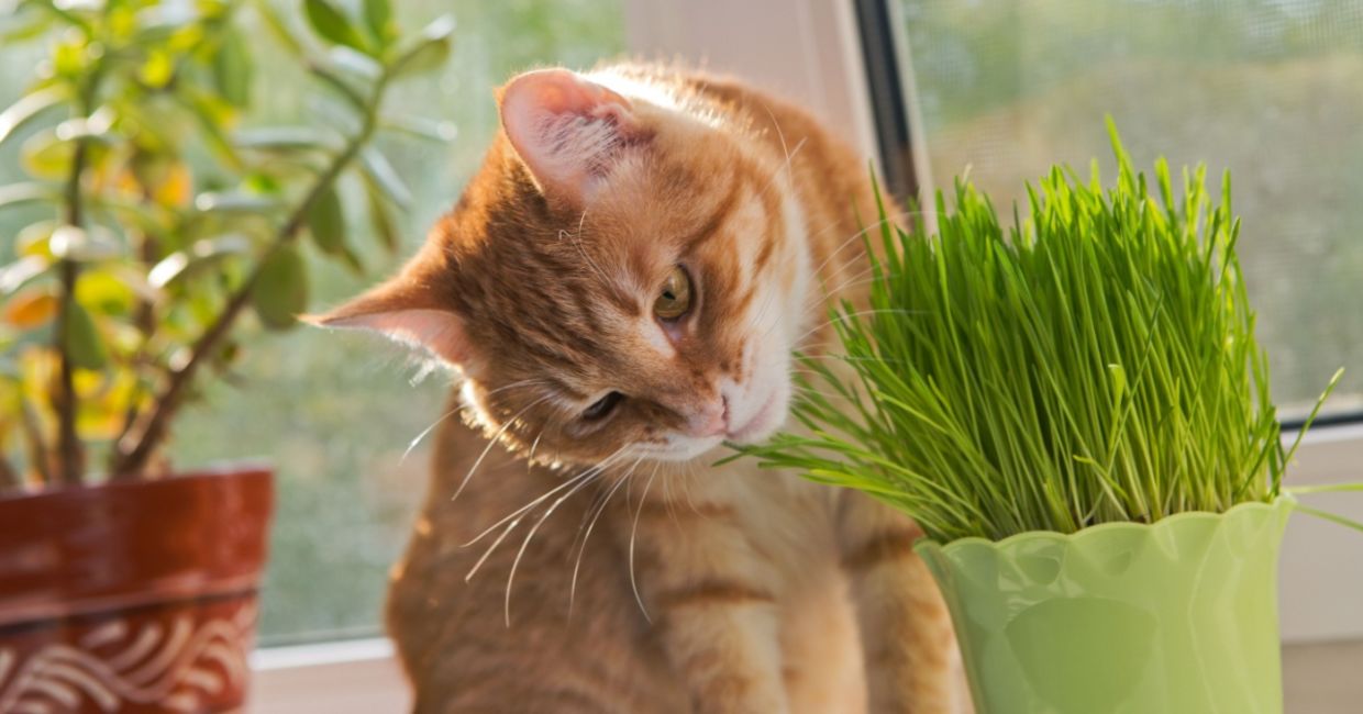 Cat munching on fresh catnip. Cat munching on fresh catnip.