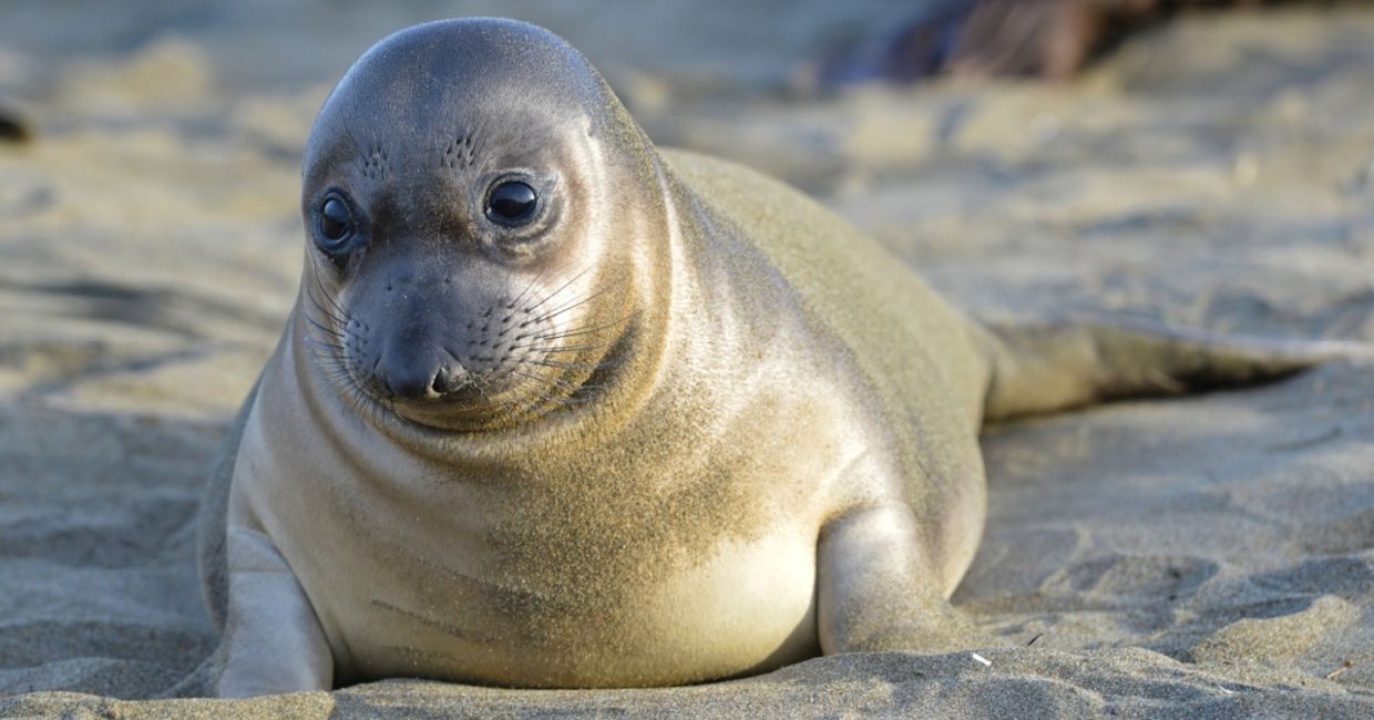 Elephant seal pup. Elephant seal pup.