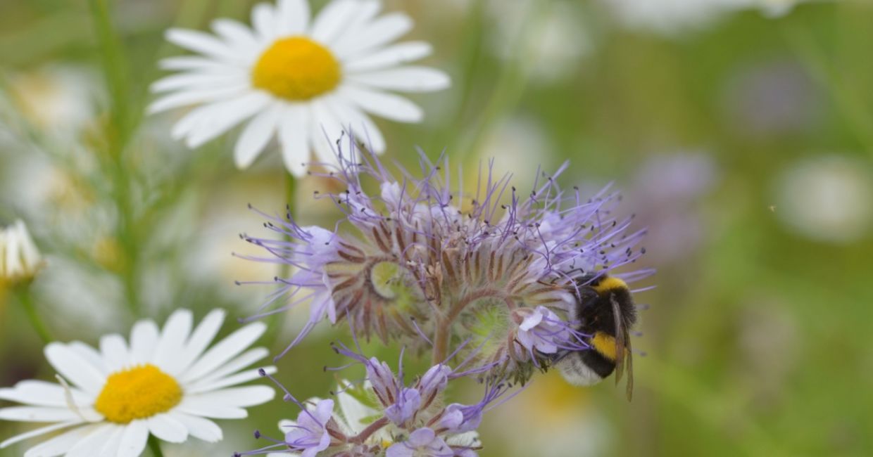 A bee on wildflowers. A bee on wildflowers.