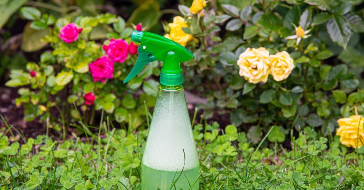 Using a DIY green and safe pesticide. Using a DIY green and safe pesticide.