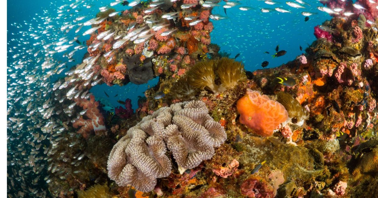 A vibrant coral reef teaming with marine life. A vibrant coral reef teaming with marine life.