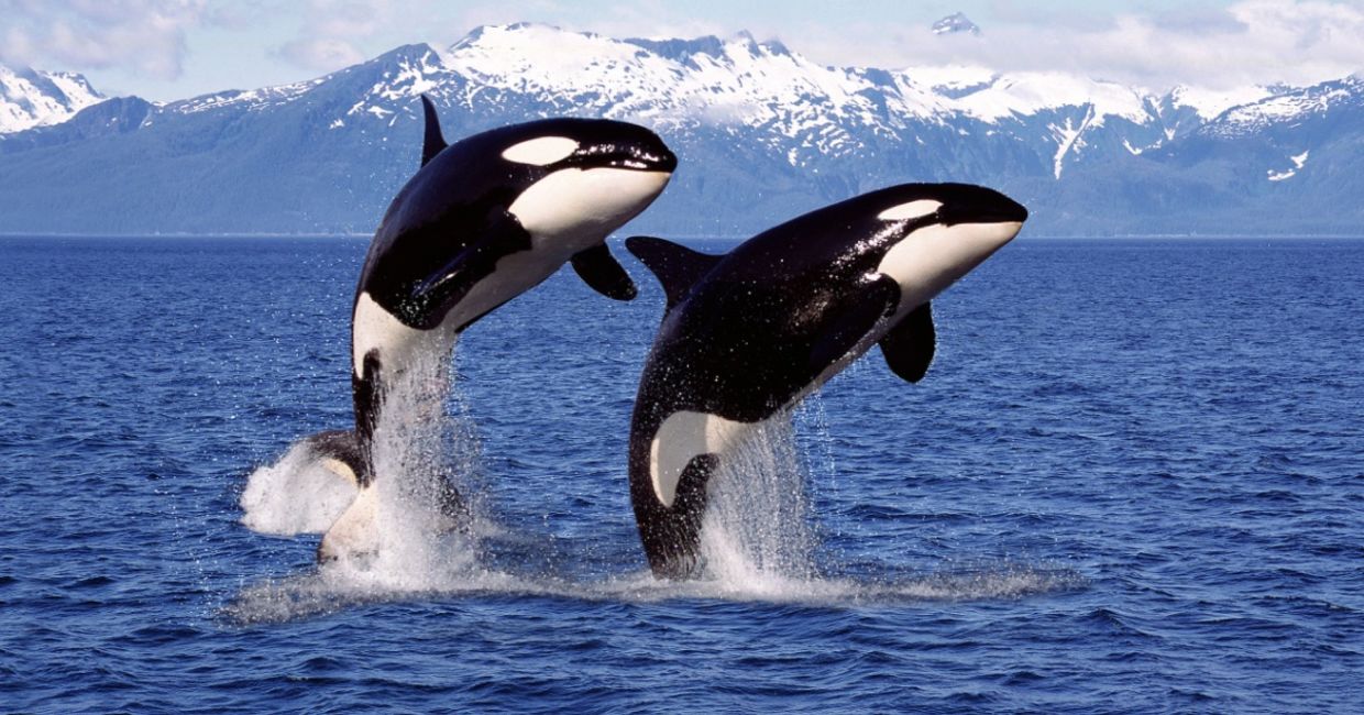 Orca whales off the coast of Canada. Orca whales off the coast of Canada.