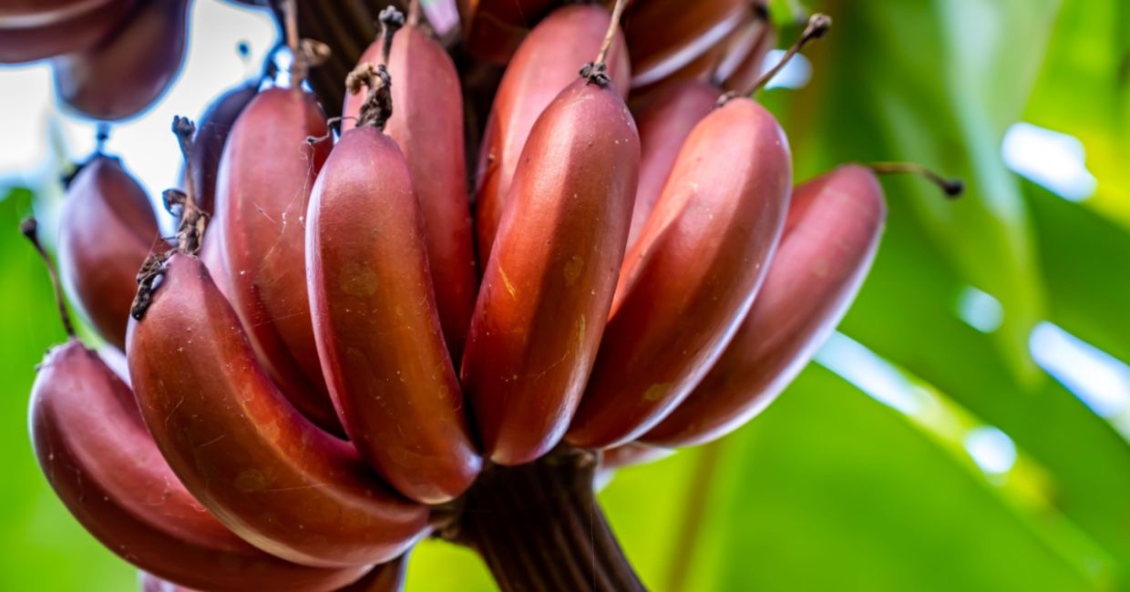 A hand of red bananas that is ready to pick.. A hand of red bananas that is ready to pick..