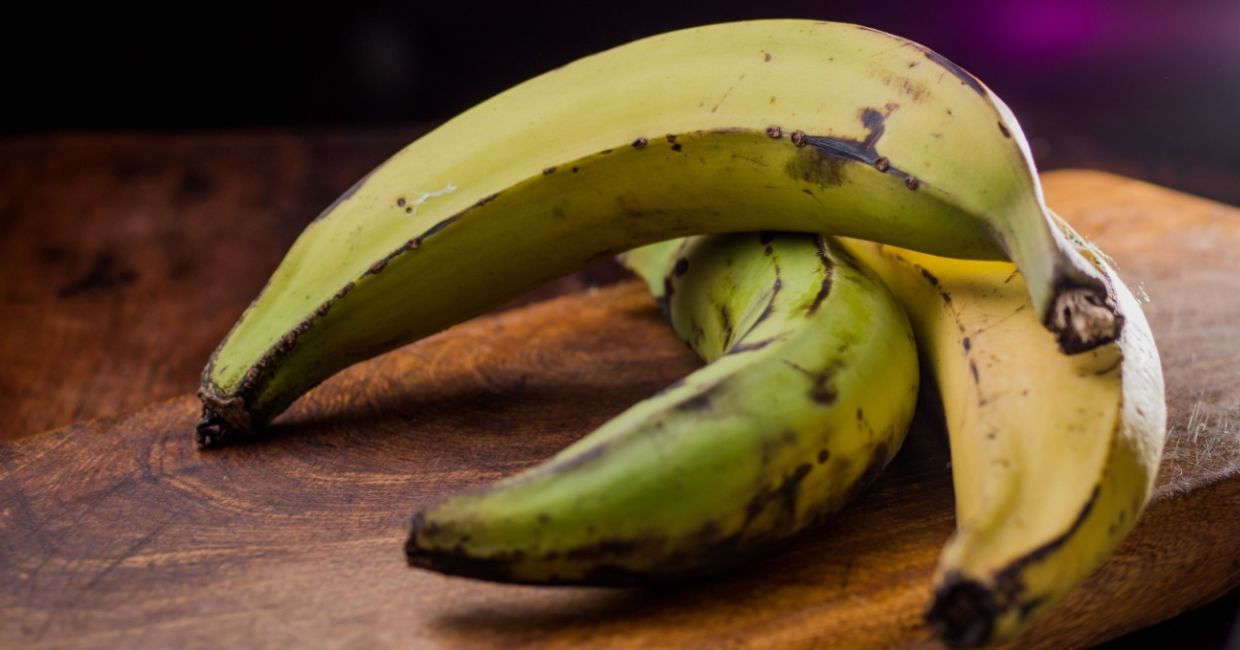 Plantain bananas must be cooked before eating. Plantain bananas must be cooked before eating.