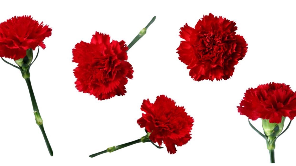 Carnations were worn on Mother’s Day. Carnations were worn on Mother’s Day.