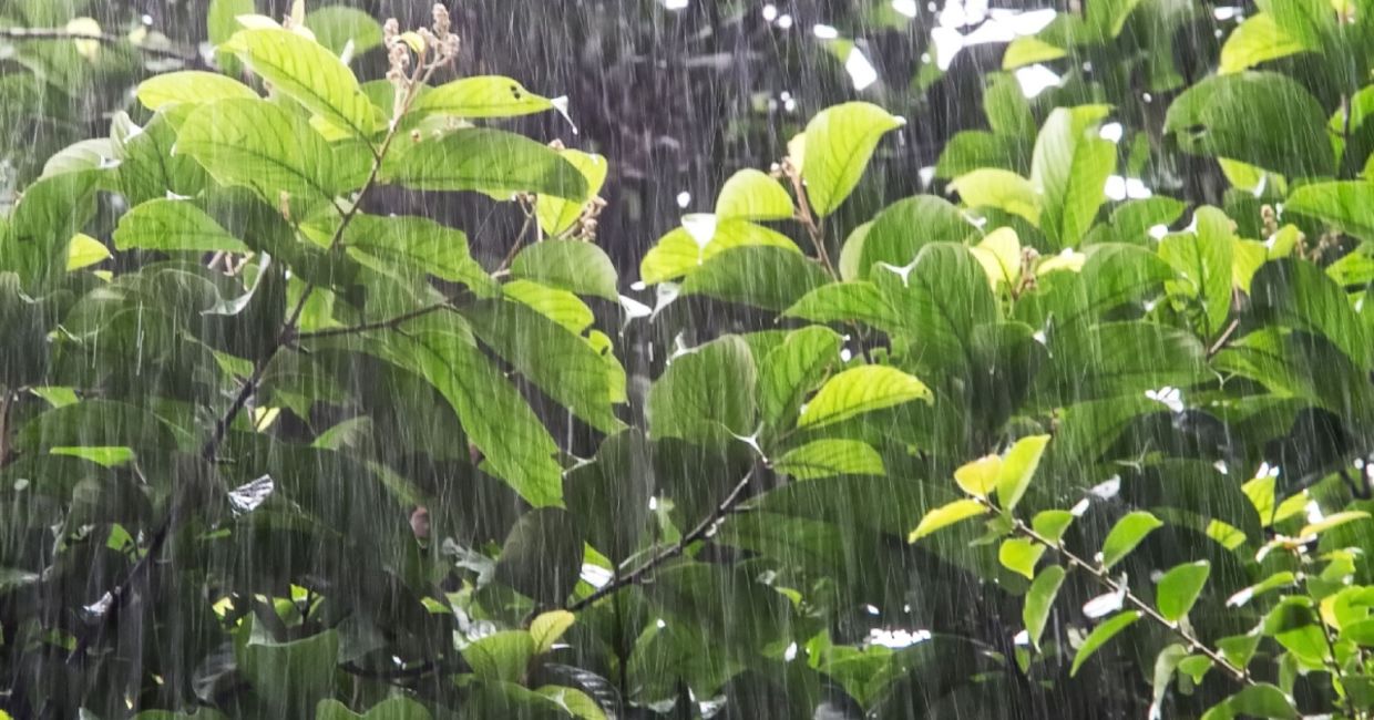 The sounds of nature are found in many popular songs. The sounds of nature are found in many popular songs.
