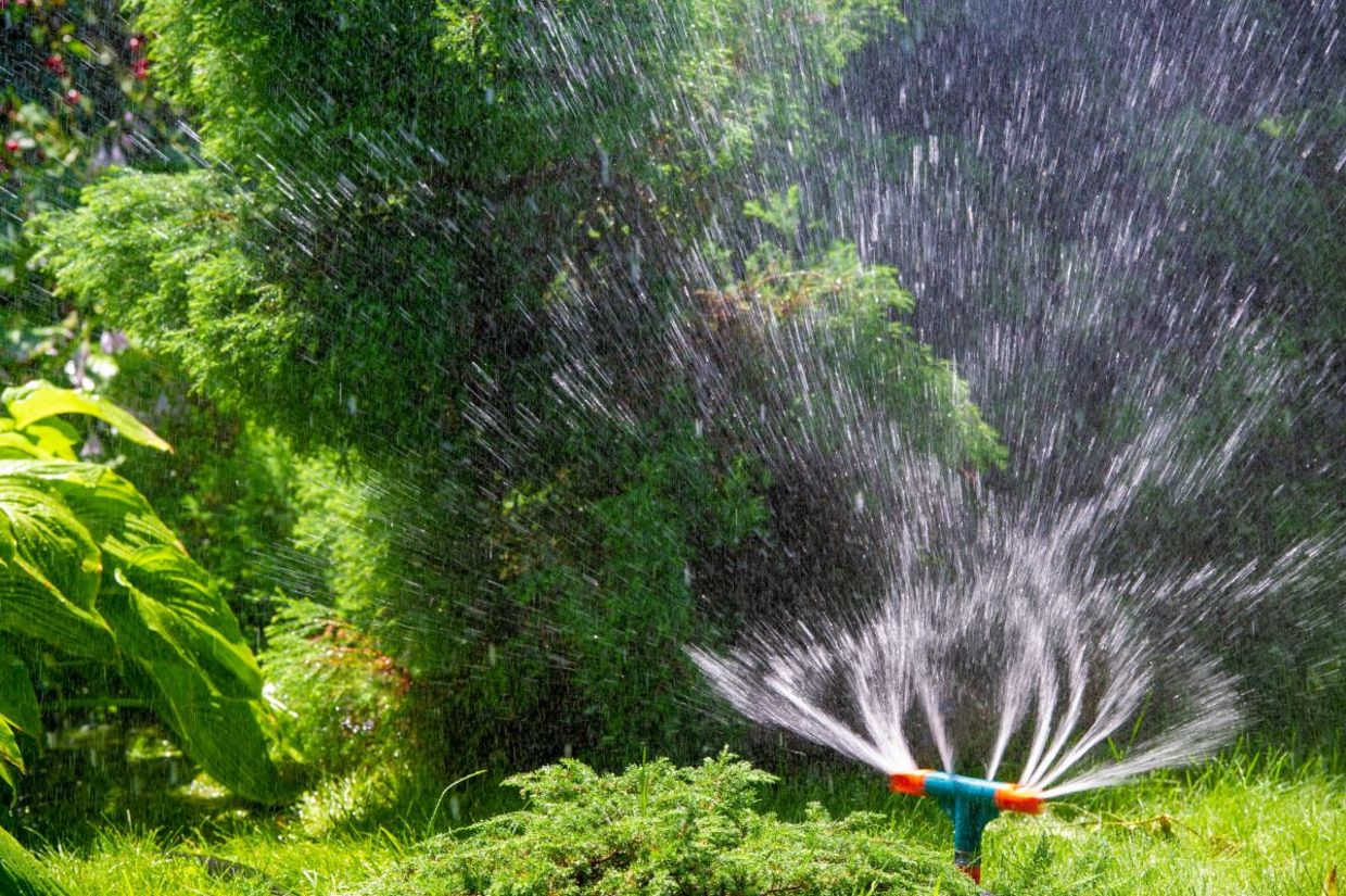 Watering the garden before it gets hot. Watering the garden before it gets hot.
