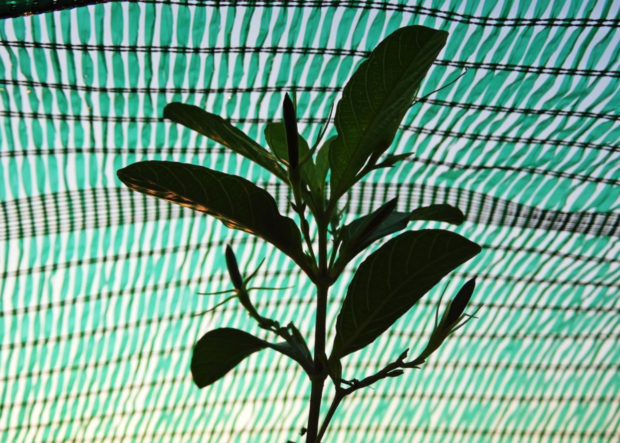 Protecting plants with shade netting. Protecting plants with shade netting.
