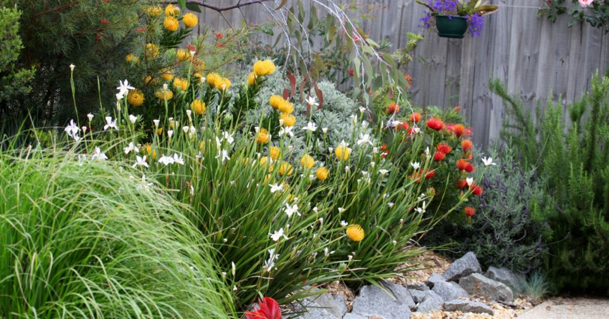 Australian native plant garden. Australian native plant garden.