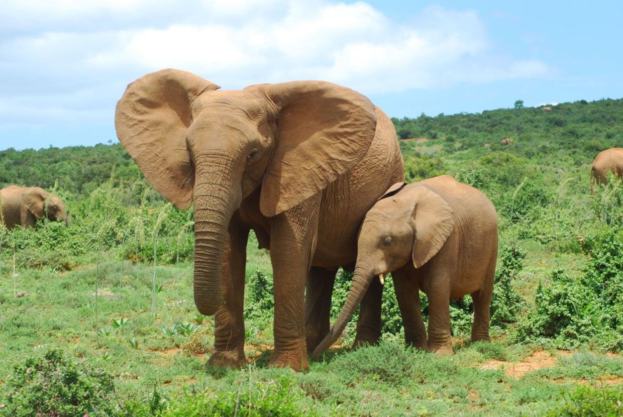 African elephant mother and calf. African elephant mother and calf.