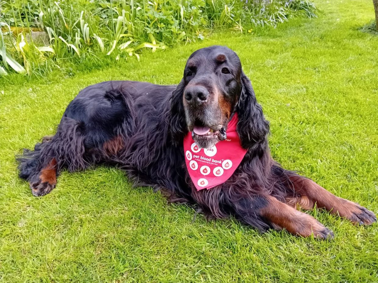 Sharwood's donations have helped to save many dogs. Sharwood's donations have helped to save many dogs.