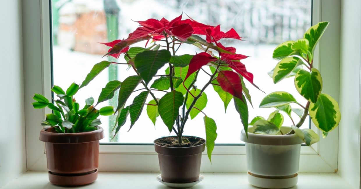 Plants on a sunny windowsill. Plants on a sunny windowsill.