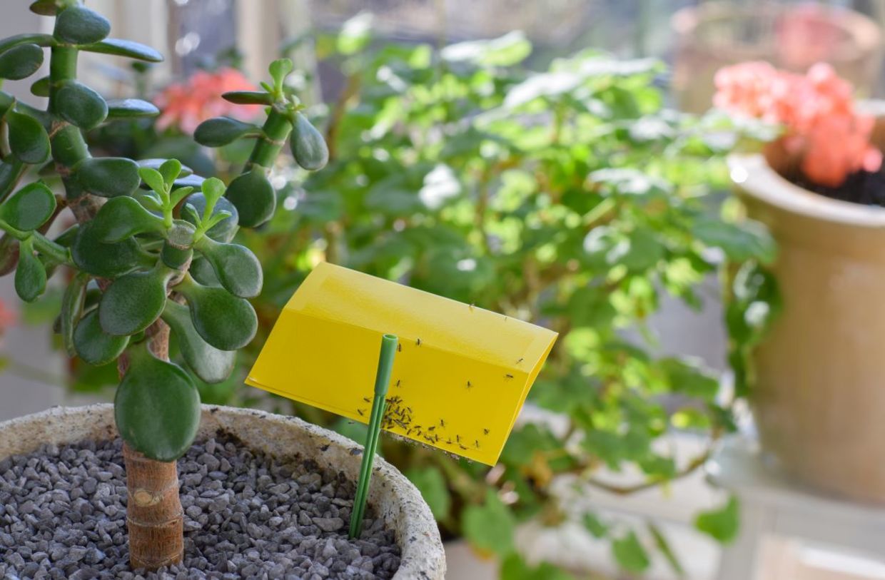 Houseplant with yellow sticky paper to attract fungus gnats Houseplant with yellow sticky paper to attract fungus gnats