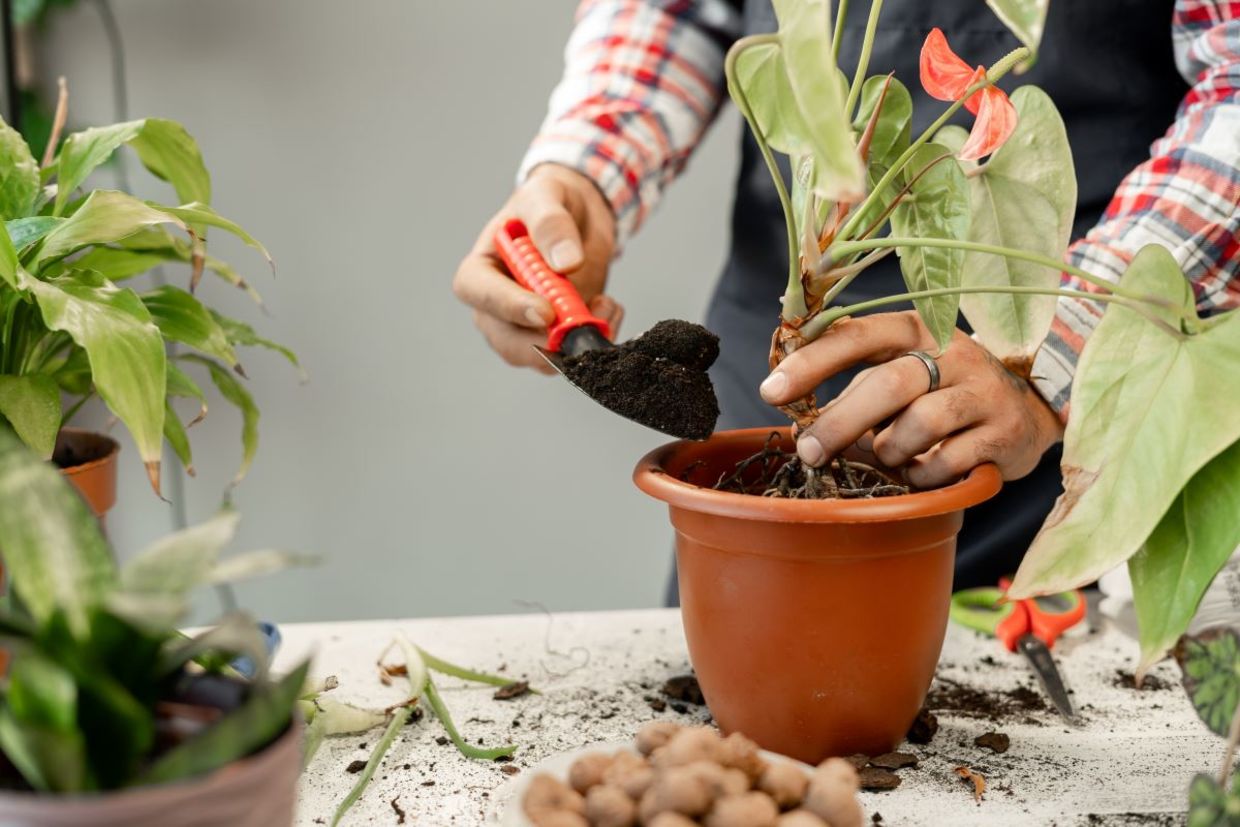 Repot pots when necessary. Repot pots when necessary.