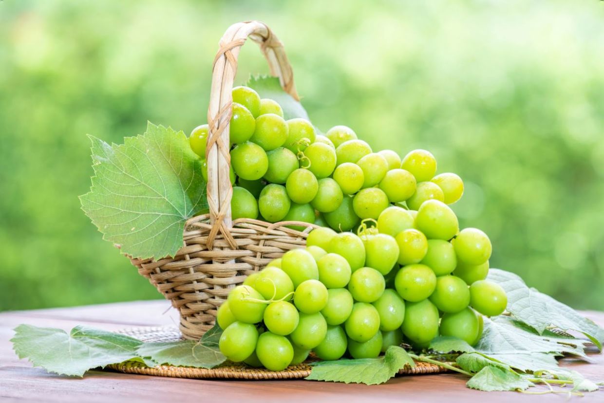 Ripe green grapes. Ripe green grapes.