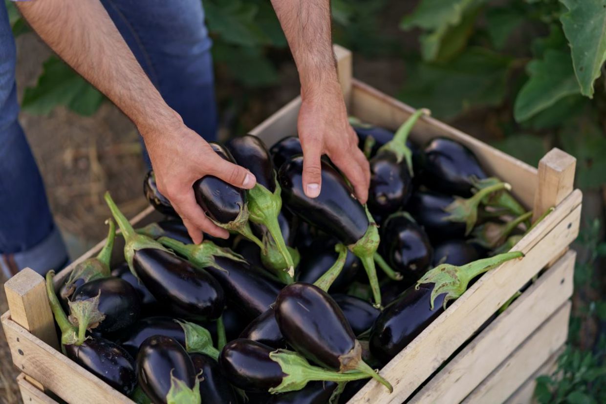 the peels of eggplants are full of vitamins and minerals. the peels of eggplants are full of vitamins and minerals.