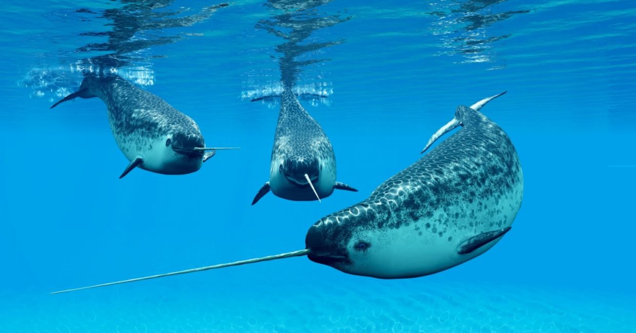 Narwhal males in their social group or pod. Narwhal males in their social group or pod.