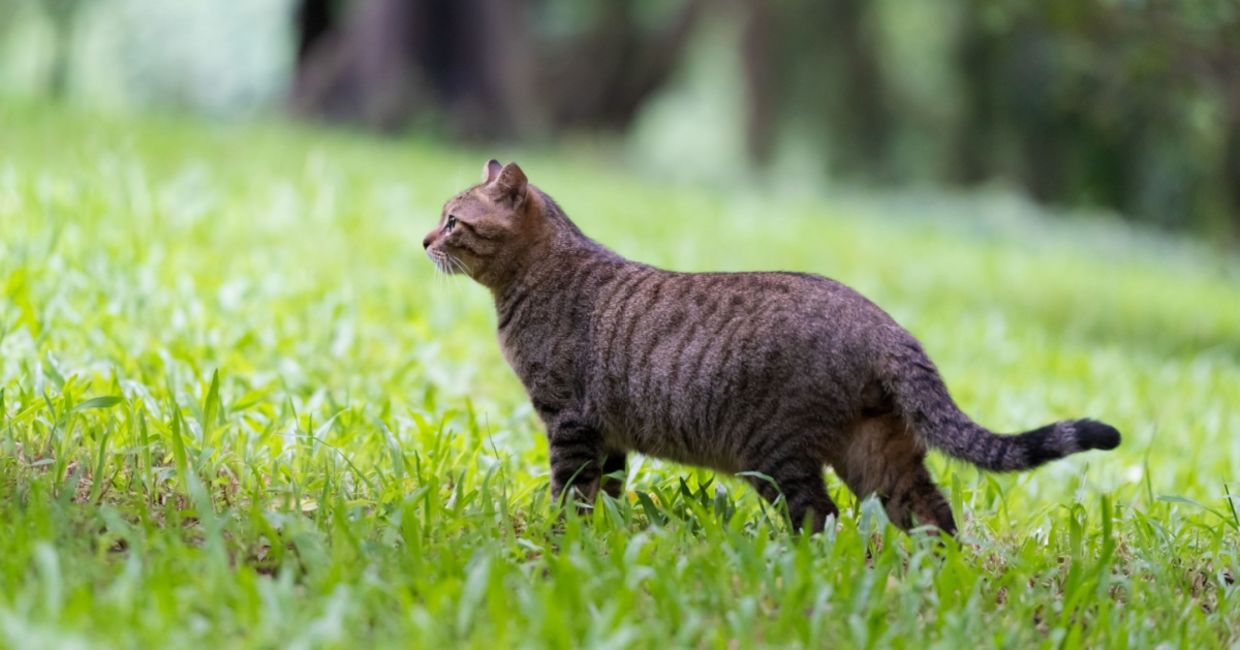 A tiger cat outdoors. A tiger cat outdoors.