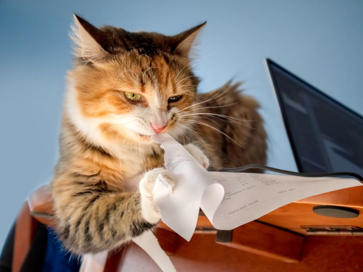 Anxious cat shredding paper. Anxious cat shredding paper.