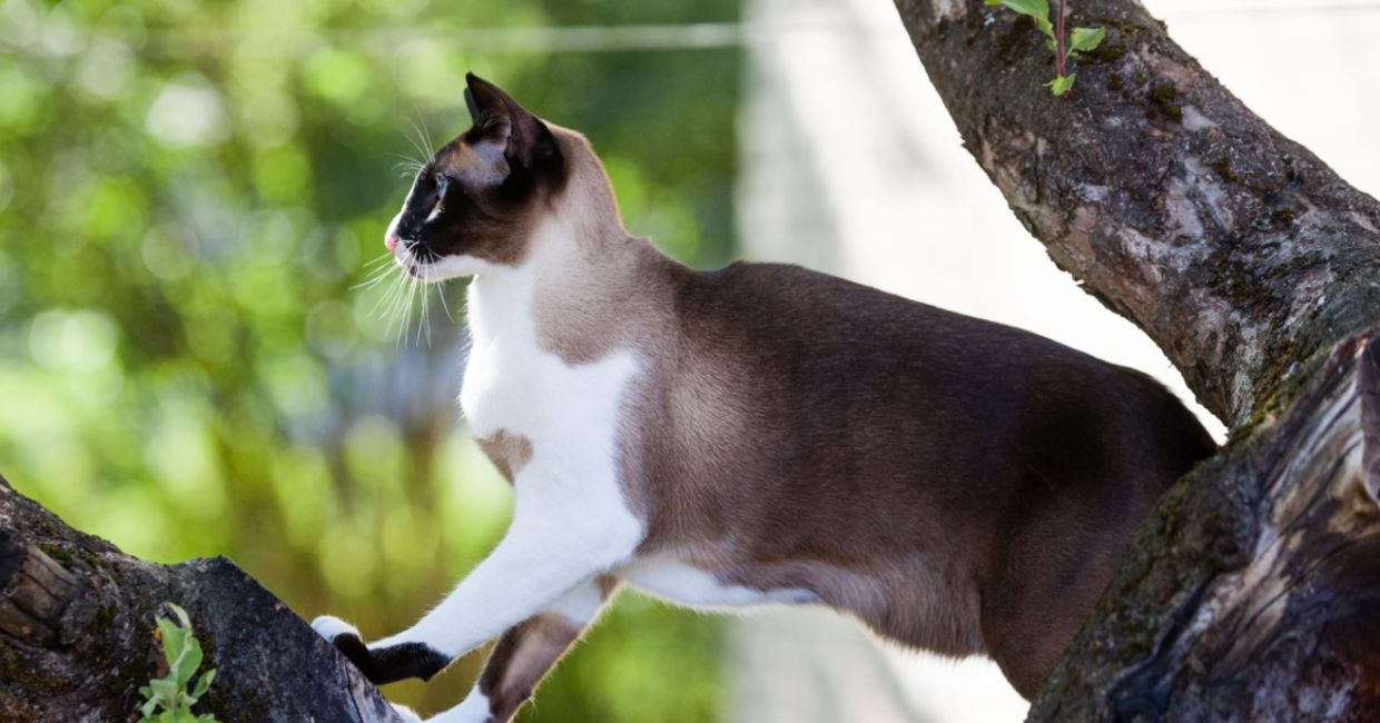 Cat on a tree limb. Cat on a tree limb.