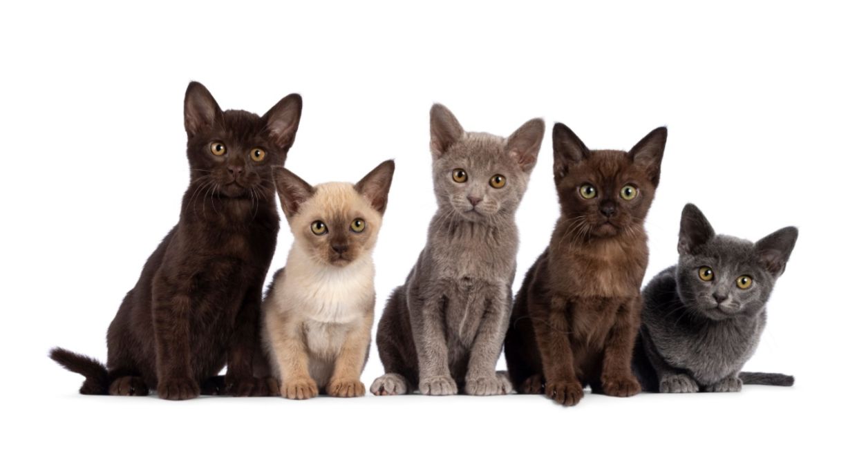 A kindle of kittens. A kindle of kittens.