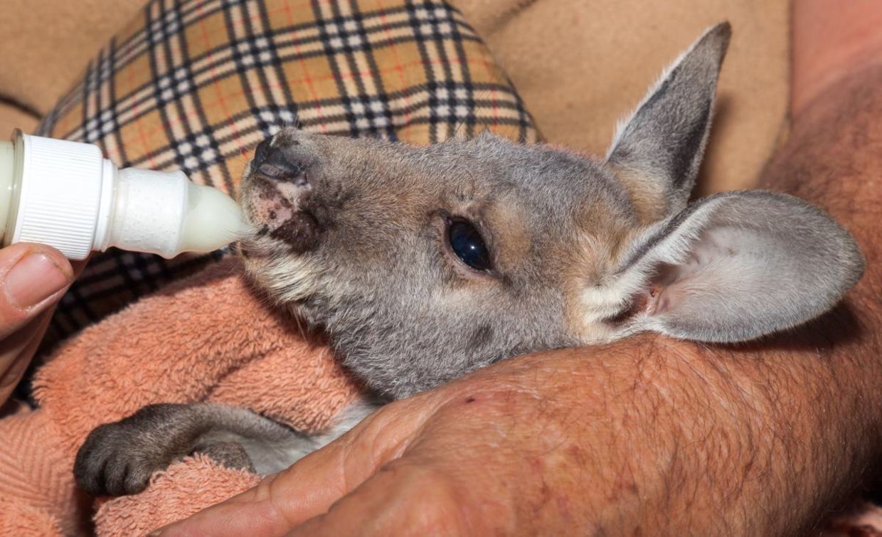 Orphaned kangaroo joey at a rescue center Orphaned kangaroo joey at a rescue center
