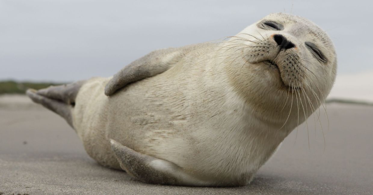 A young grey seal pup with something of an outgoing personality, and who just seems to play to the camera! A young grey seal pup with something of an outgoing personality, and who just seems to play to the camera!