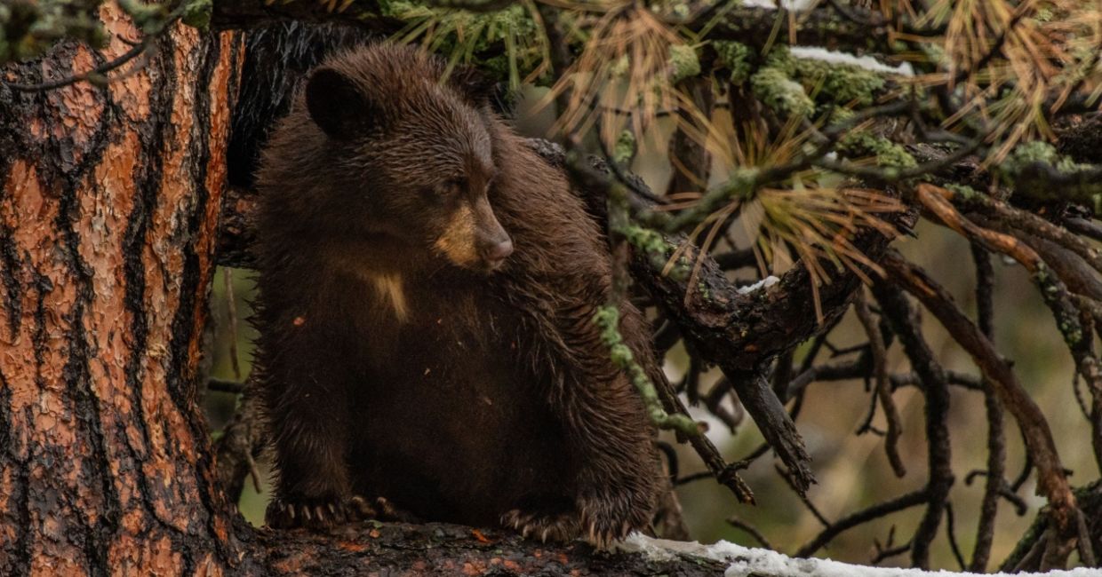 A wild bear cub. A wild bear cub.