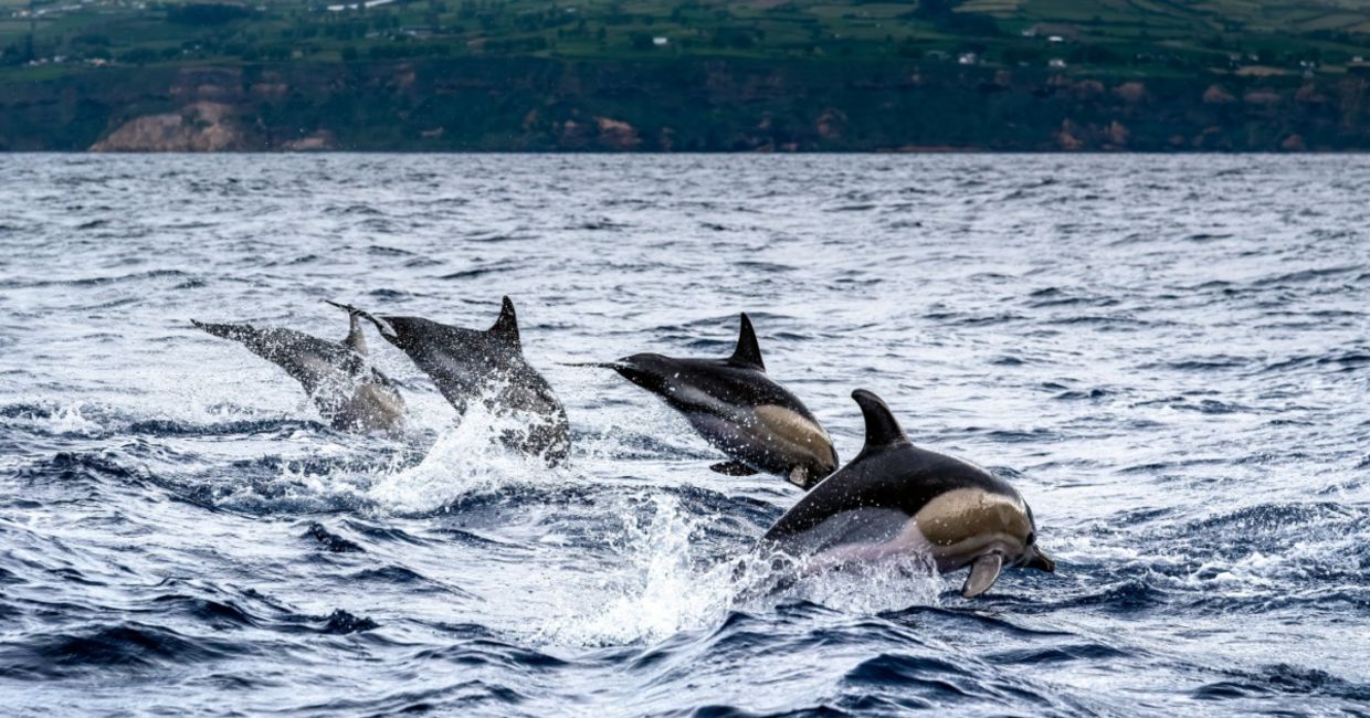Dolphins jumping in the sea at Sao Miguel Island in the Azores. Dolphins jumping in the sea at Sao Miguel Island in the Azores.