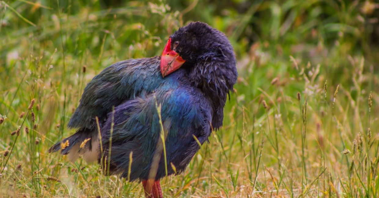 A takahē (Porphyrio hochstetteri), a brilliantly feathered New Zealand flightless bird. A takahē (Porphyrio hochstetteri), a brilliantly feathered New Zealand flightless bird.