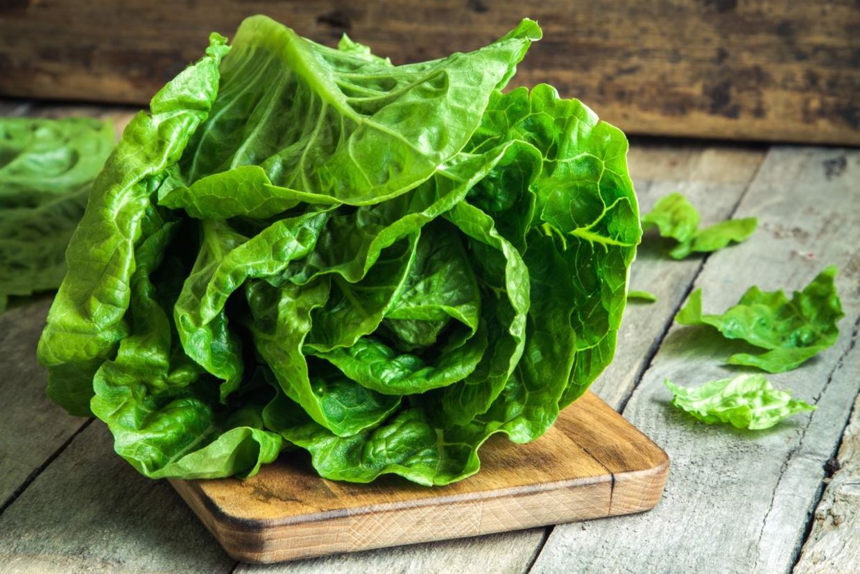 Healthy romaine lettuce. Healthy romaine lettuce.