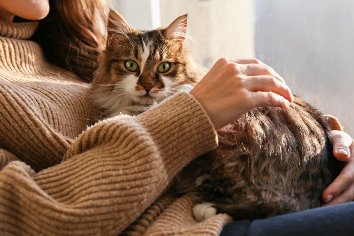 Woman petting her cat. Woman petting her cat.