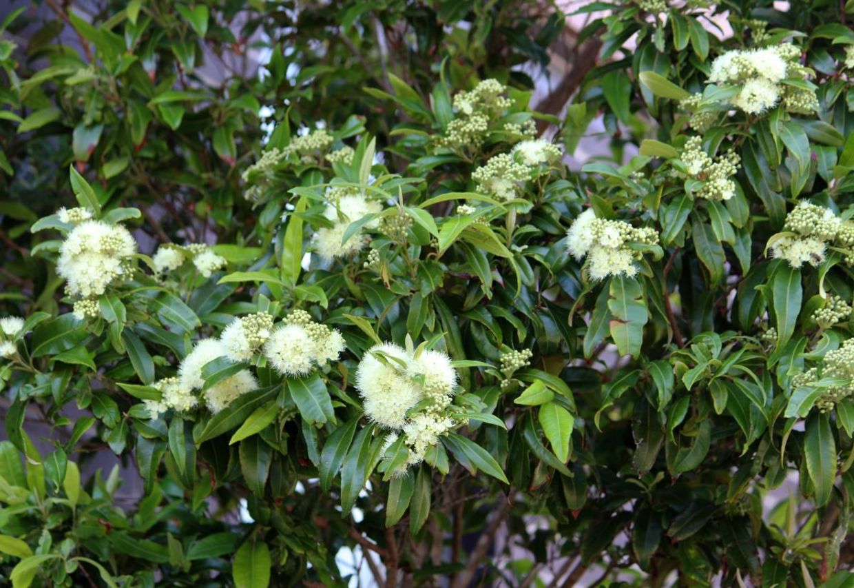 Flowers of a lemon myrtle tree. Flowers of a lemon myrtle tree.