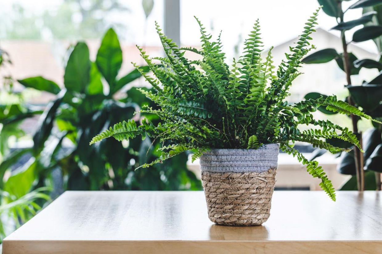 Boston ferns absorb moisture from the air. Boston ferns absorb moisture from the air.