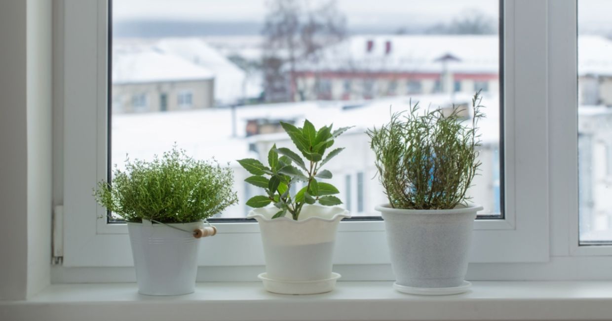 Growing herbs indoors. Growing herbs indoors.