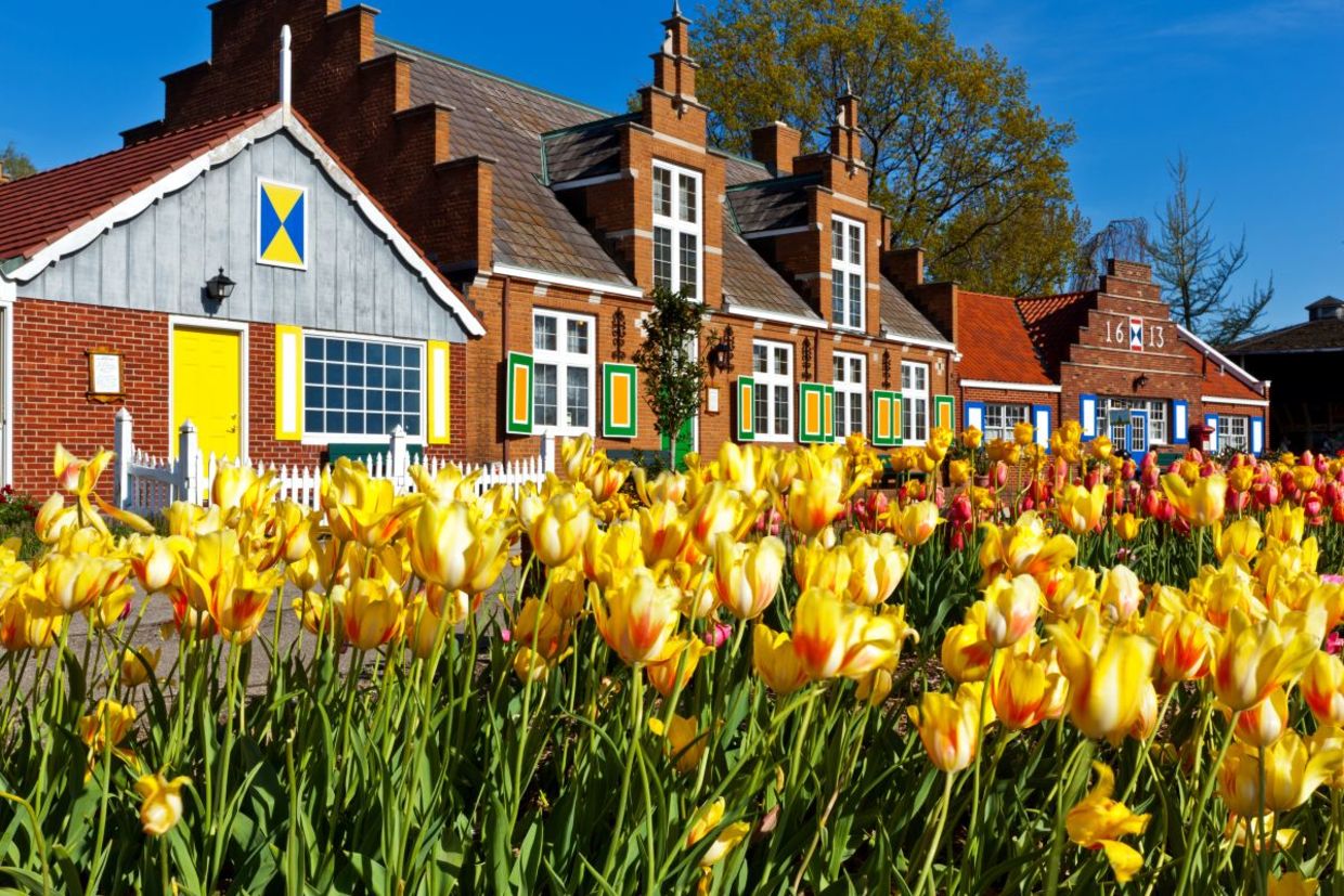 Tulips on Windmill Island.
