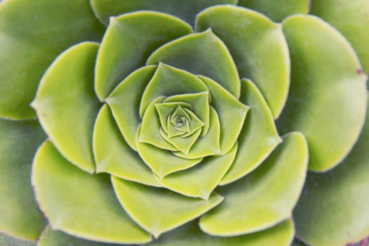 Sacred geometry is present in nature. Sacred geometry is present in nature.