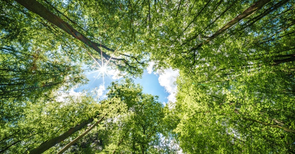 Trees in a forest. Trees in a forest.