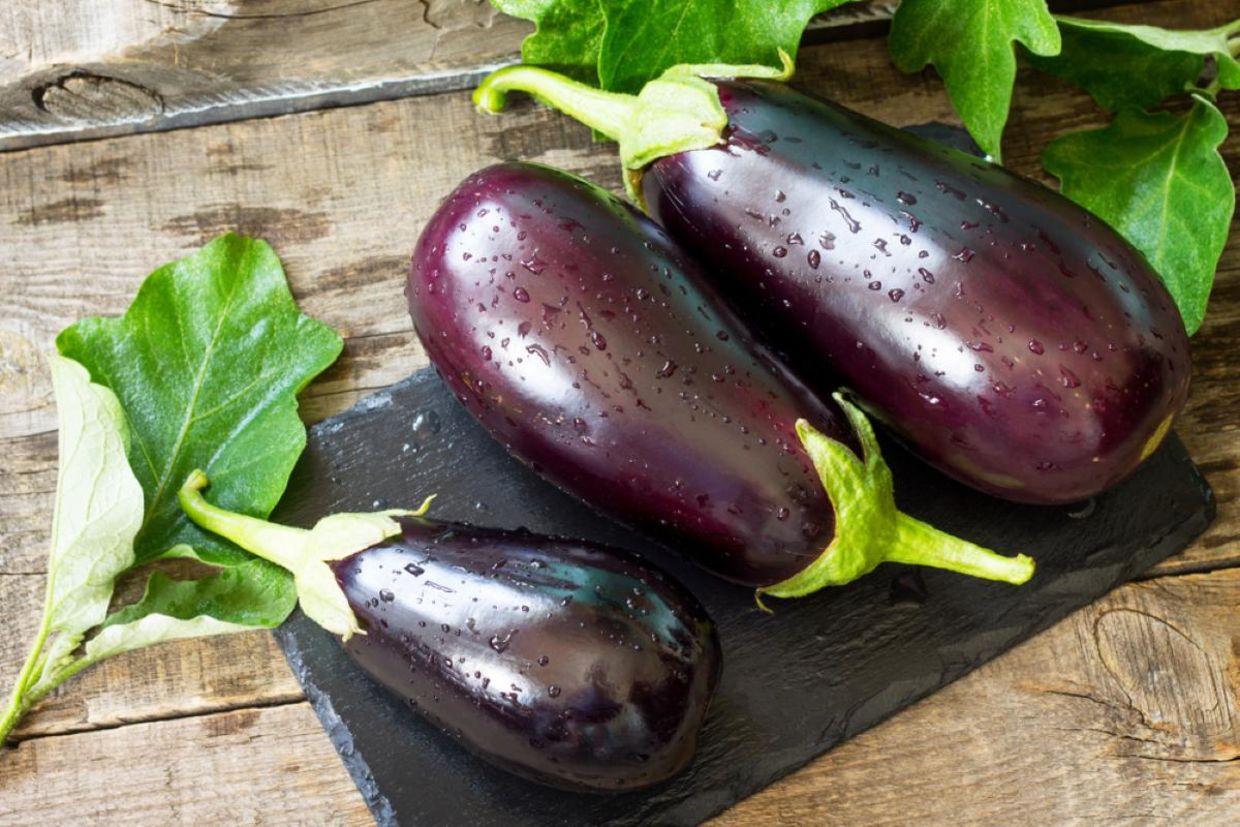 Freshly picked purple eggplant. Freshly picked purple eggplant.