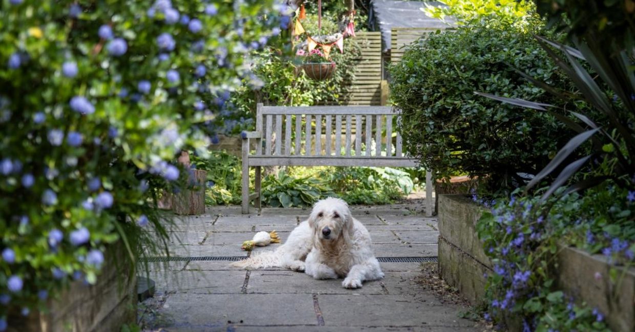 A dog enjoying the back yard. A dog enjoying the back yard.