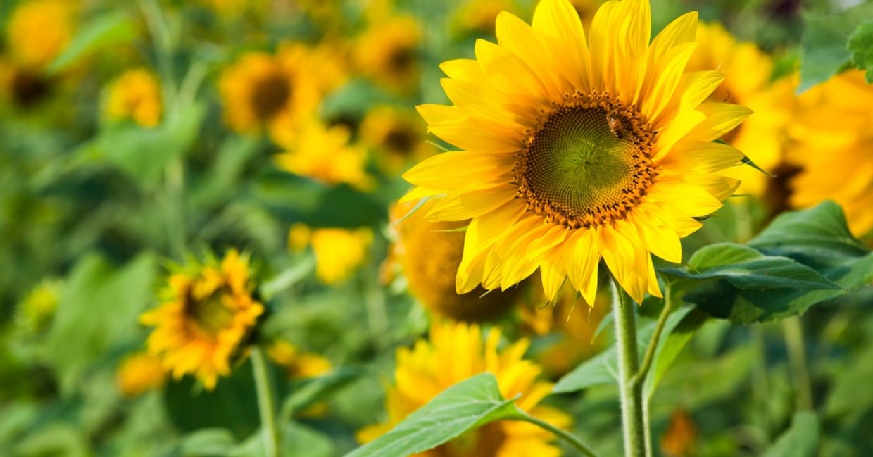 Sunflowers in the garden are safe for dogs and cats. Sunflowers in the garden are safe for dogs and cats.
