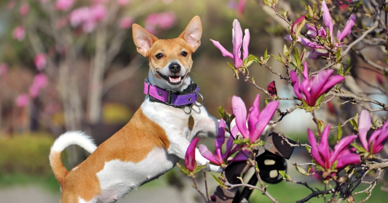 A dog enjoying the scent of magnolias in the garden. A dog enjoying the scent of magnolias in the garden.