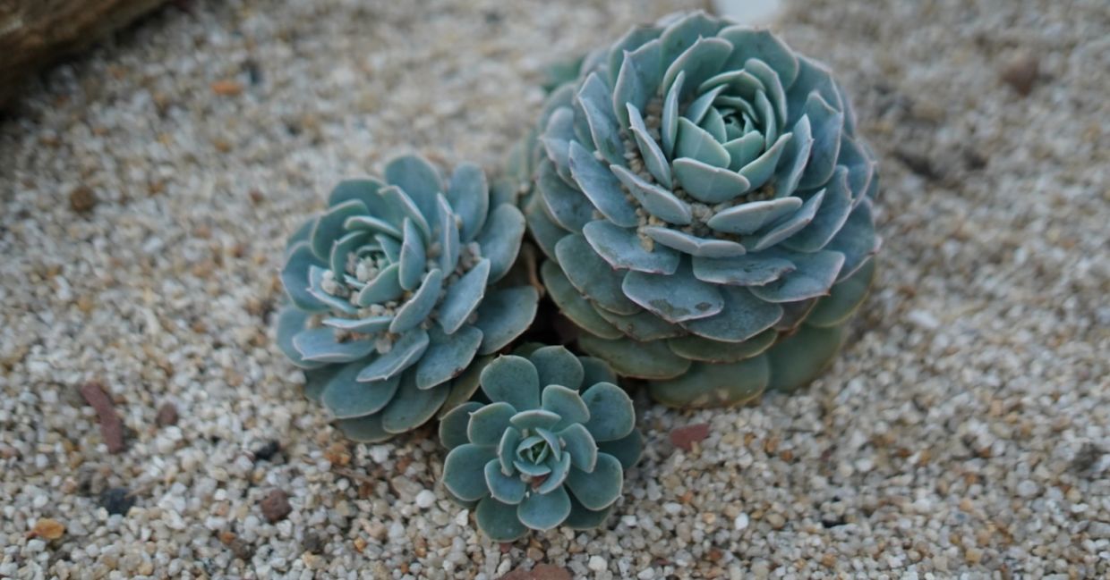 This hearty succulent grows well in a rock garden and is safe for pets. This hearty succulent grows well in a rock garden and is safe for pets.