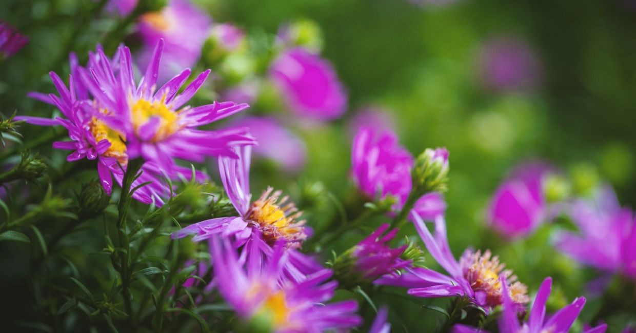 Asters are safe for your pets. Asters are safe for your pets.