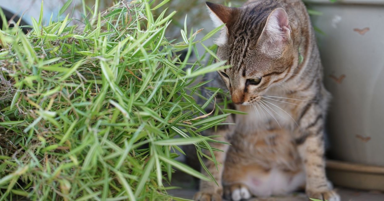 Your cats and dogs will enjoy playing with bamboo. Your cats and dogs will enjoy playing with bamboo.