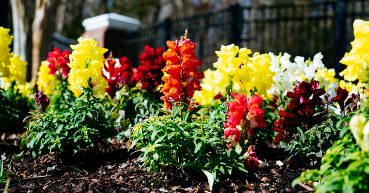 Snap dragons are safe for your fur babies. Snap dragons are safe for your fur babies.